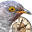 Cuckoo Clock 3D Screensaver 1.0 Icon