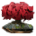 Dark Sisterhood - The Initiation Icon