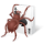 Free Spider Solitaire 2010 v2.1 Icon