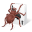 Free Spider Solitaire v4.0 Icon