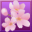 Season of Mystery : The Cherry Blossom Murders